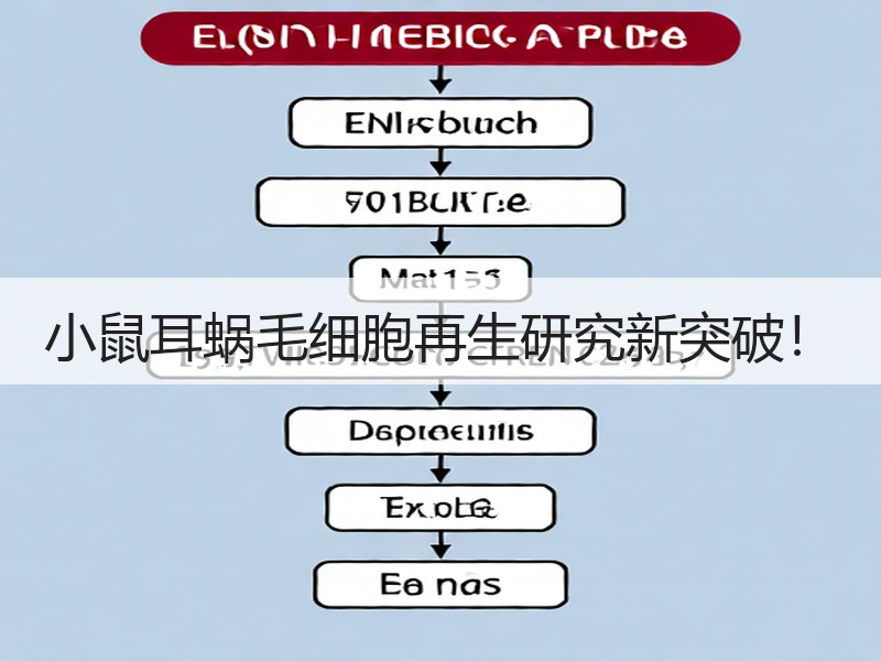 小鼠耳蜗毛细胞再生研究新突破！