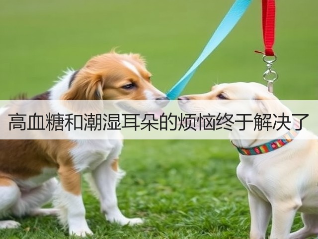 高血糖和潮湿耳朵的烦恼终于解决了(图2) 高血糖和潮湿耳朵的烦恼终于解决了(图2)