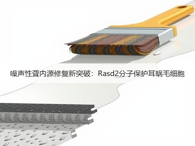 噪声性聋内源修复新突破：Rasd2分子保护耳蜗毛细胞(图2)
