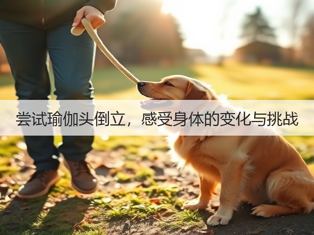 尝试瑜伽头倒立,感受身体的变化与挑战(图3) 尝试瑜伽头倒立,感受身体的变化与挑战(图3)