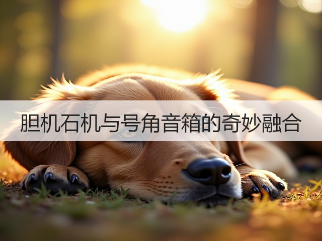 胆机石机与号角音箱的奇妙融合(图3) 胆机石机与号角音箱的奇妙融合(图3)